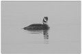 pescalis dans le brouillard